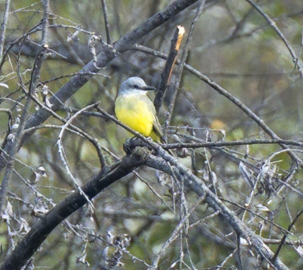 Tropical Kingbird - ML644434161