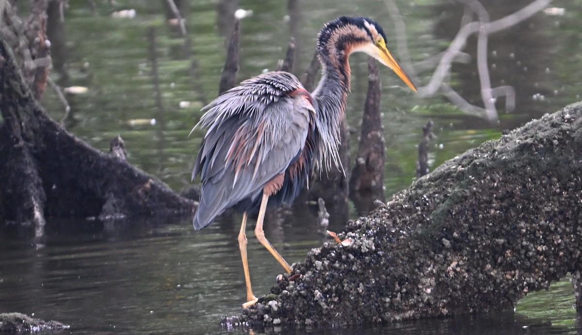 Purple Heron - ML644434172