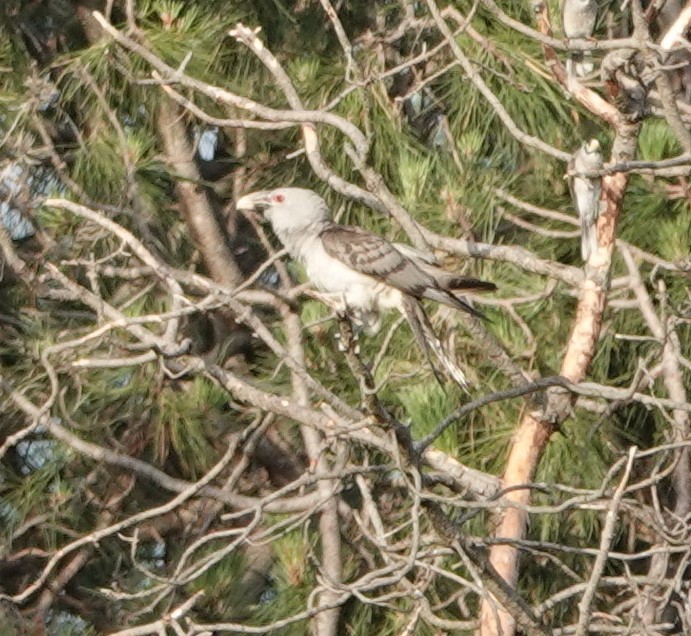 Channel-billed Cuckoo - ML644434173