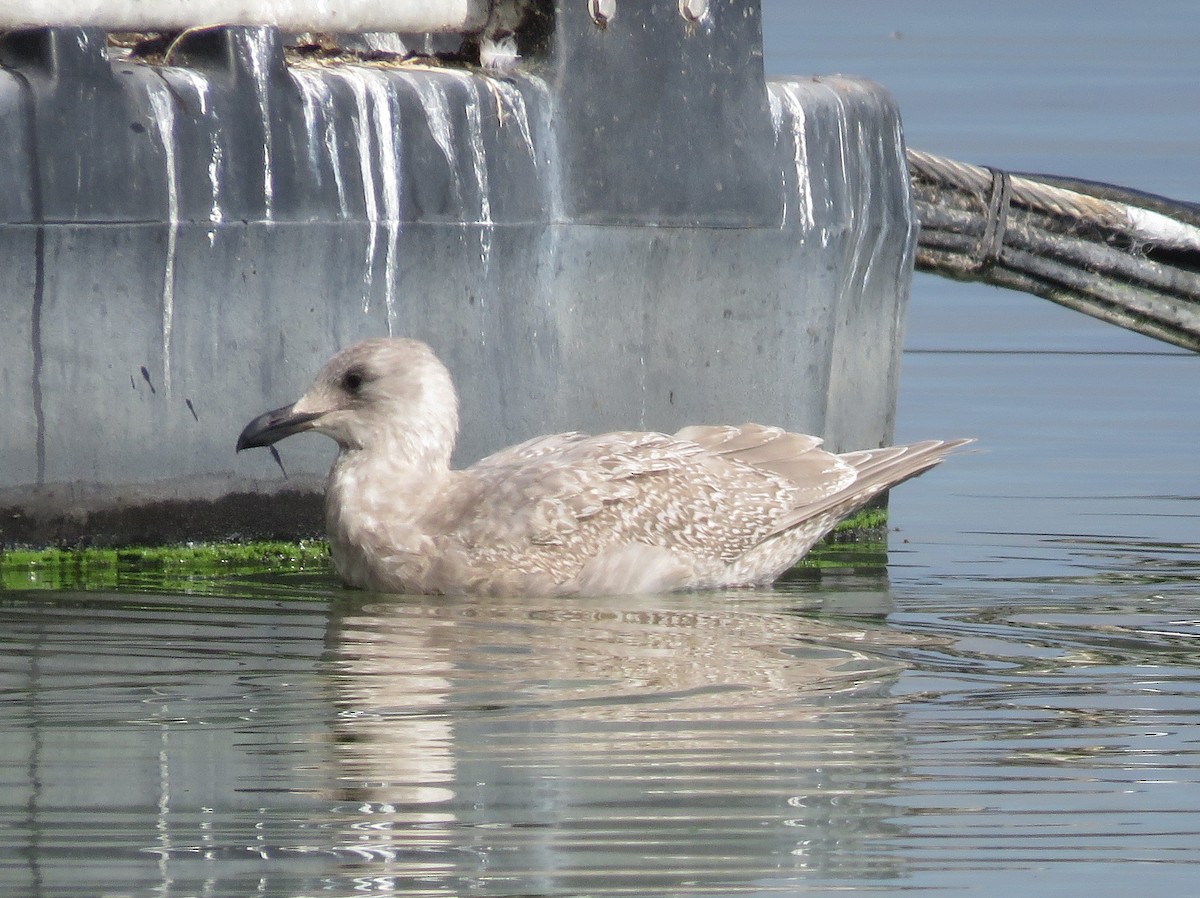 Glaucous-winged Gull - ML644434175