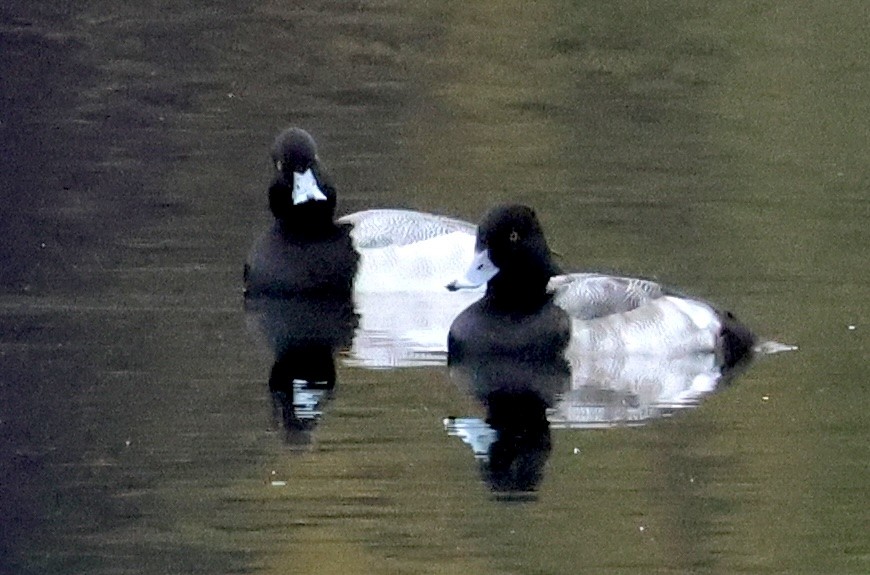 צולל בינוני - ML644434177