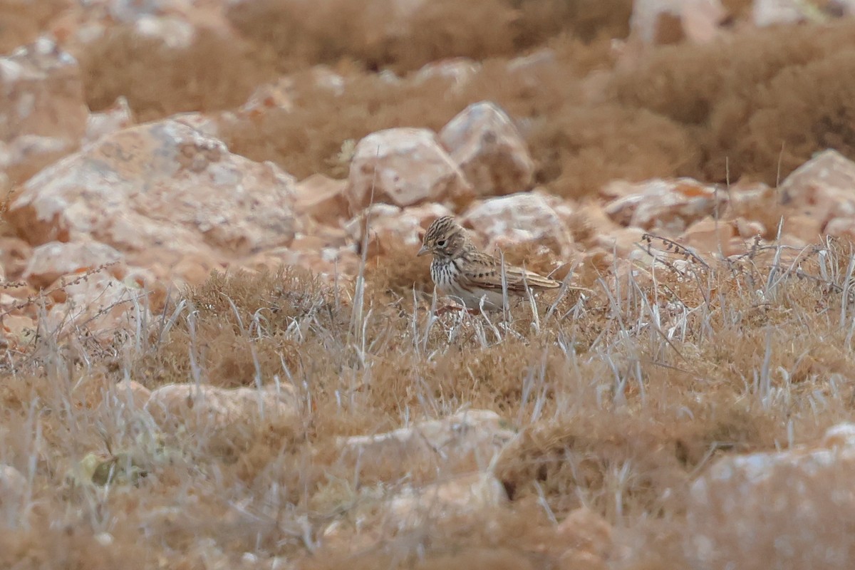 Mediterranean Short-toed Lark - ML644434190