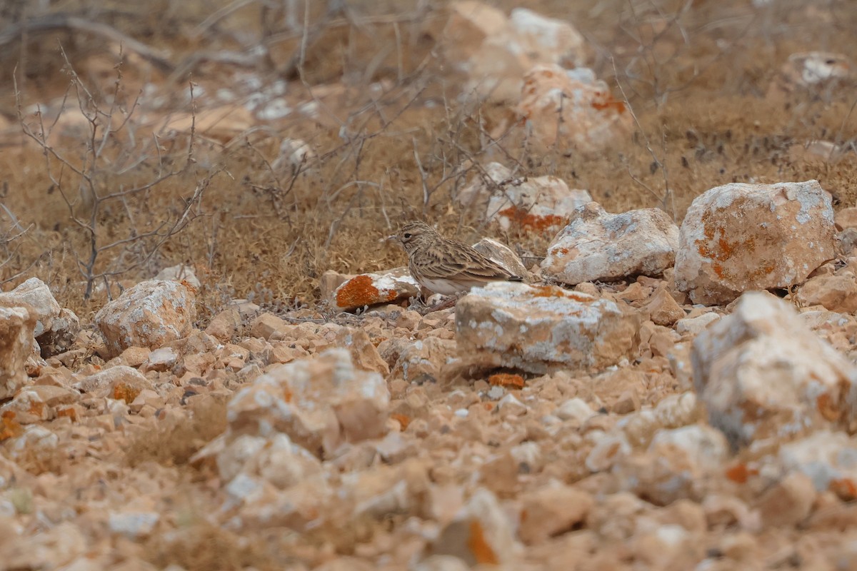 Mediterranean Short-toed Lark - ML644434191