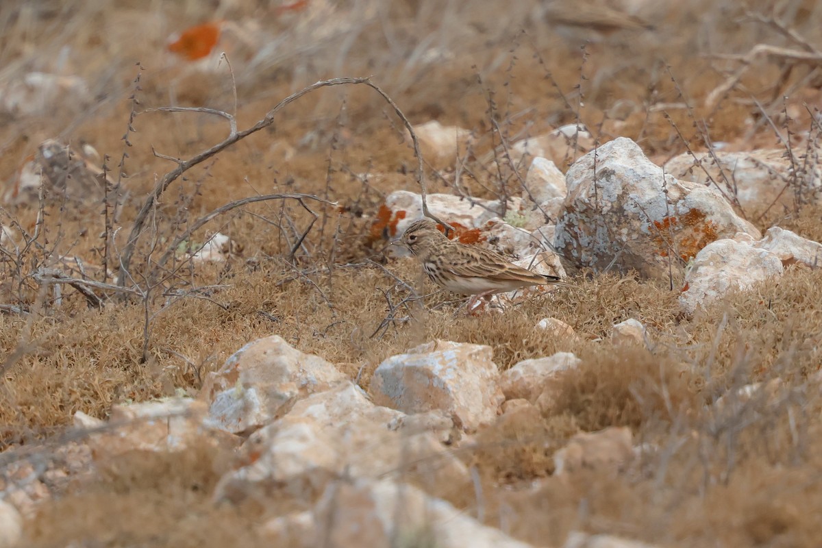 Mediterranean Short-toed Lark - ML644434192