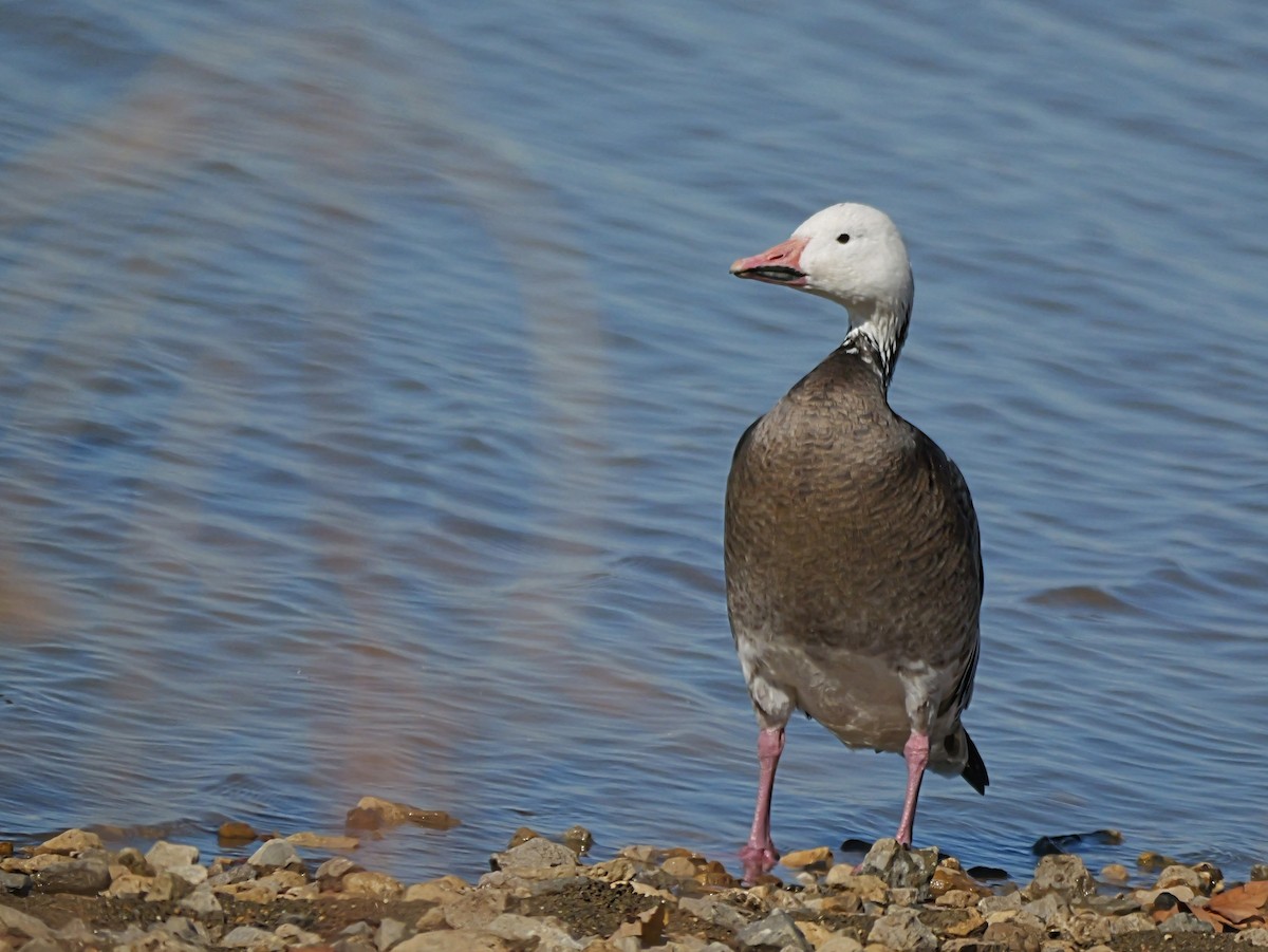 Schneegans - ML644434199