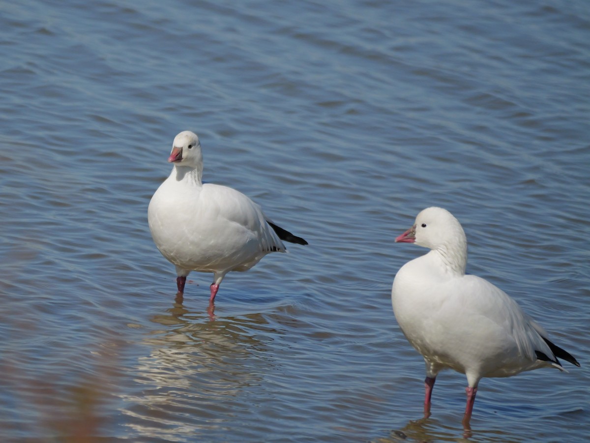 Zwergschneegans - ML644434205