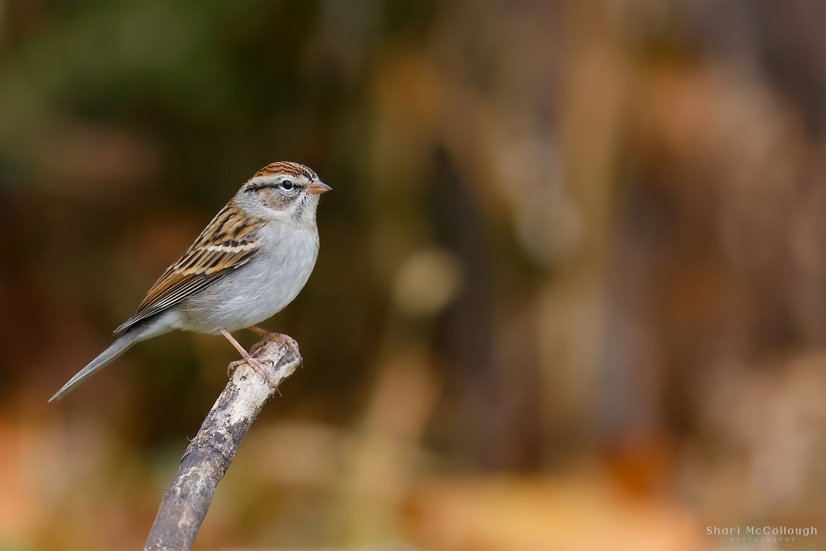 Chipping Sparrow - ML644434213