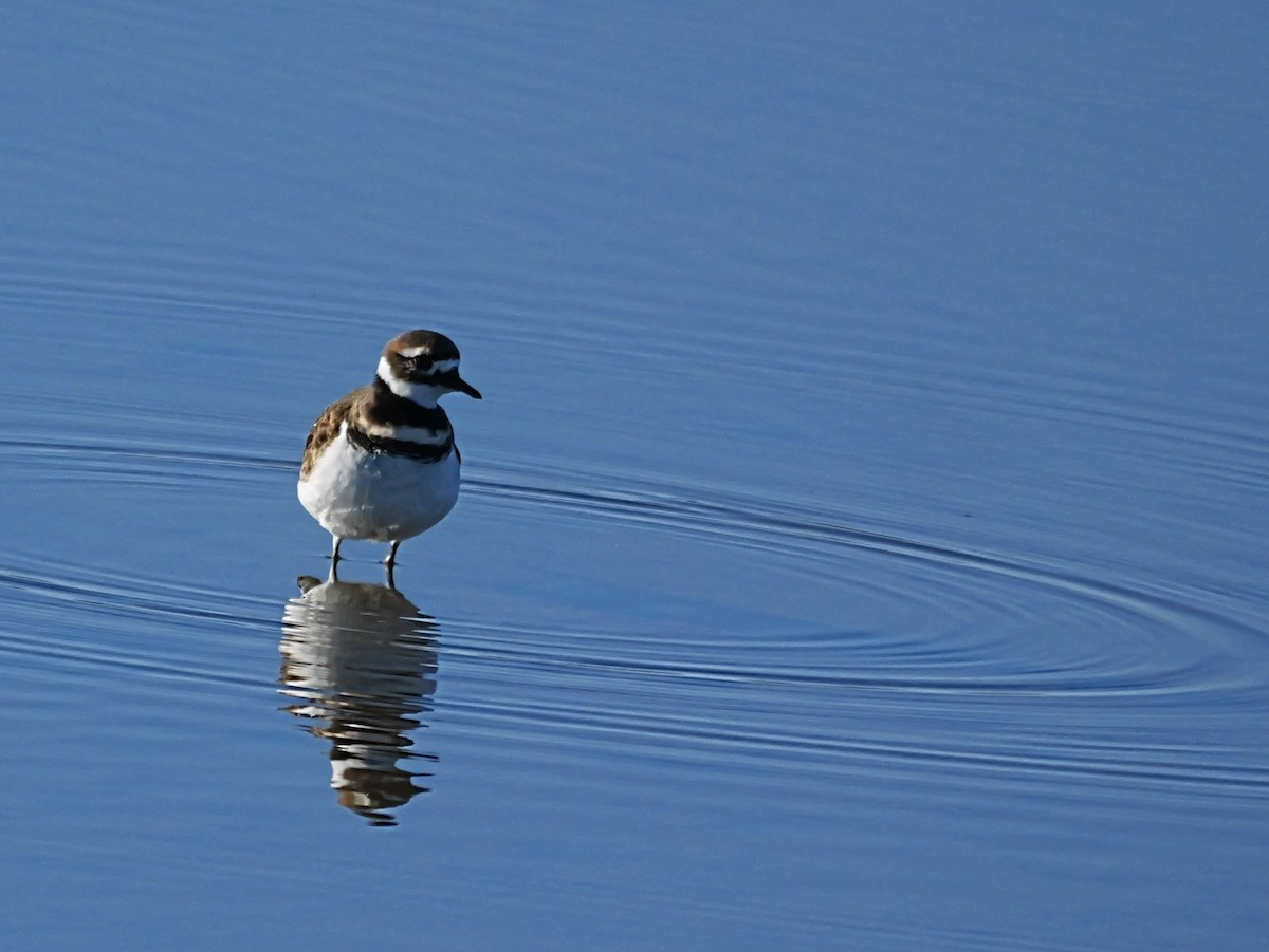 Keilschwanz-Regenpfeifer - ML644434224