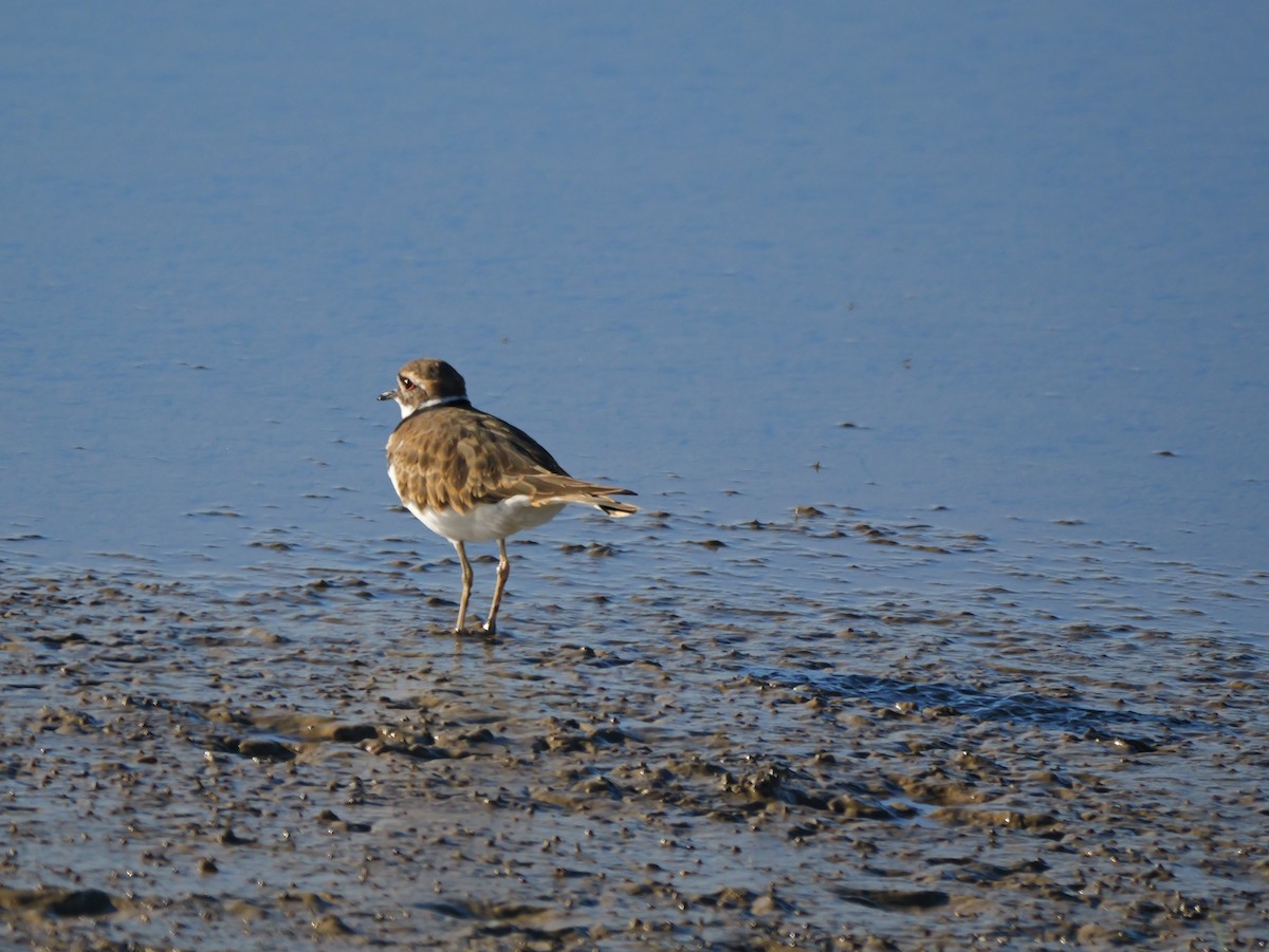 Keilschwanz-Regenpfeifer - ML644434225