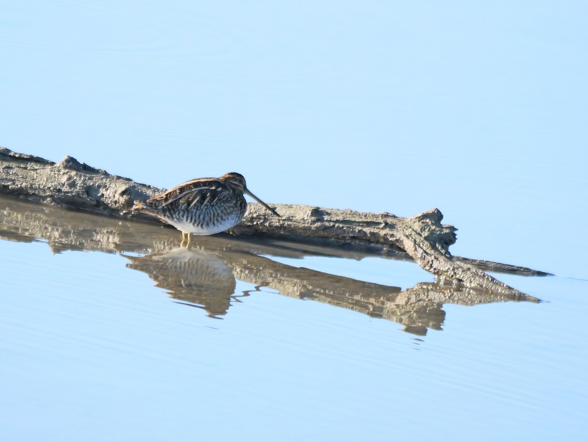 Wilsonbekassine - ML644434230