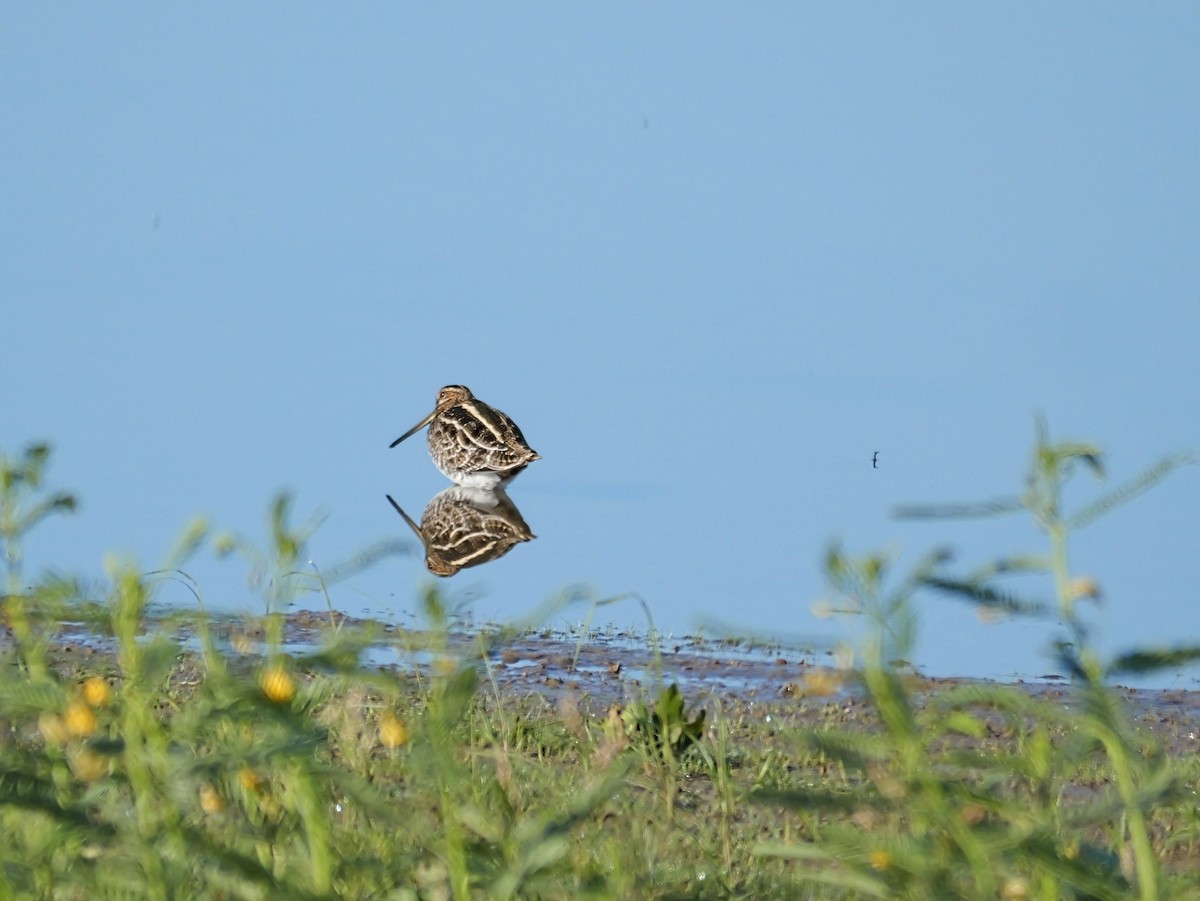 Wilsonbekassine - ML644434232