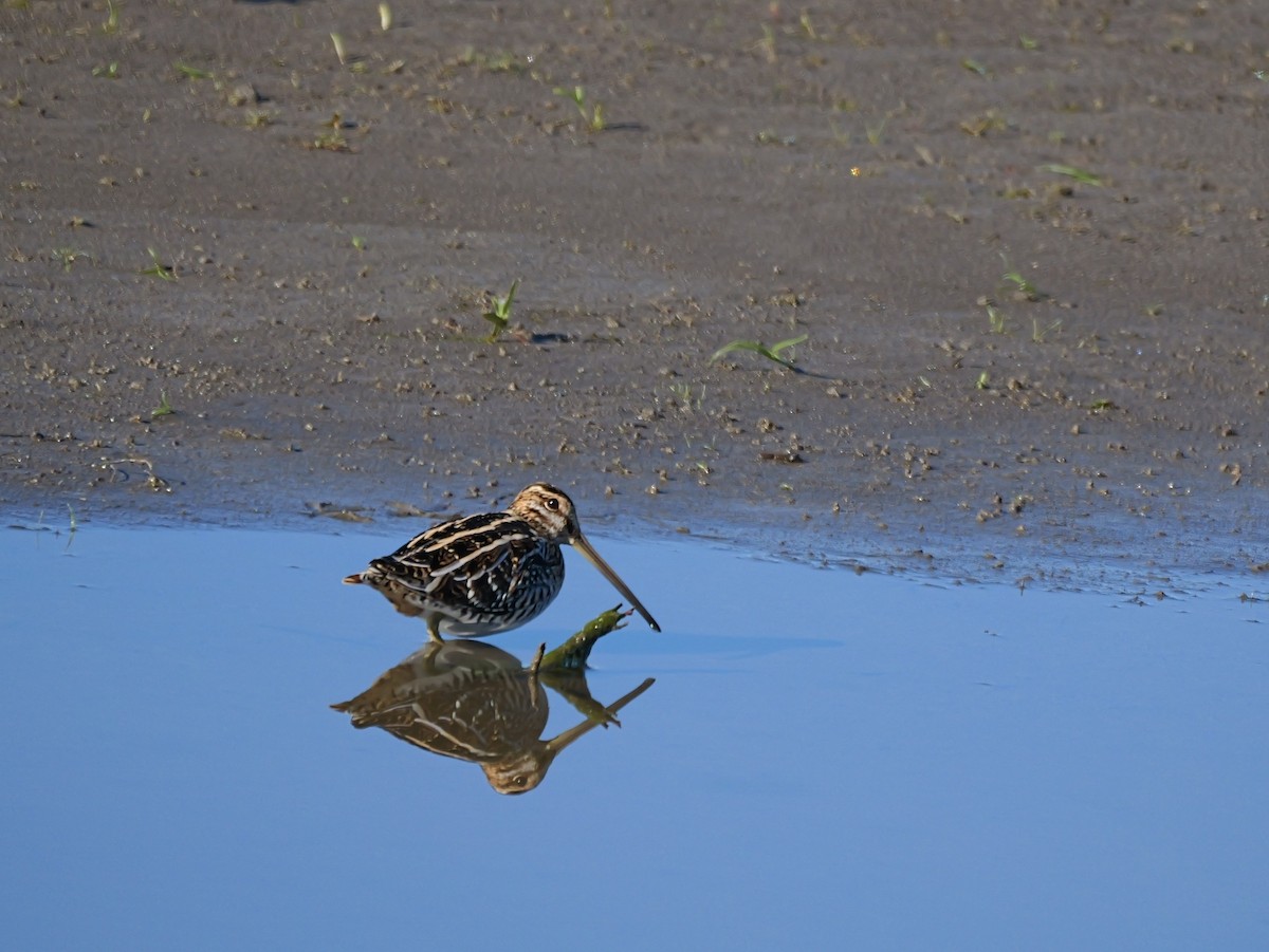 Wilsonbekassine - ML644434233