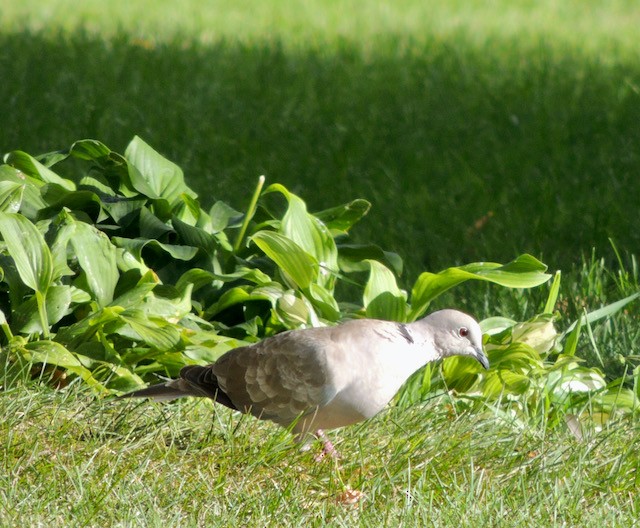 Tórtola Turca - ML644434234