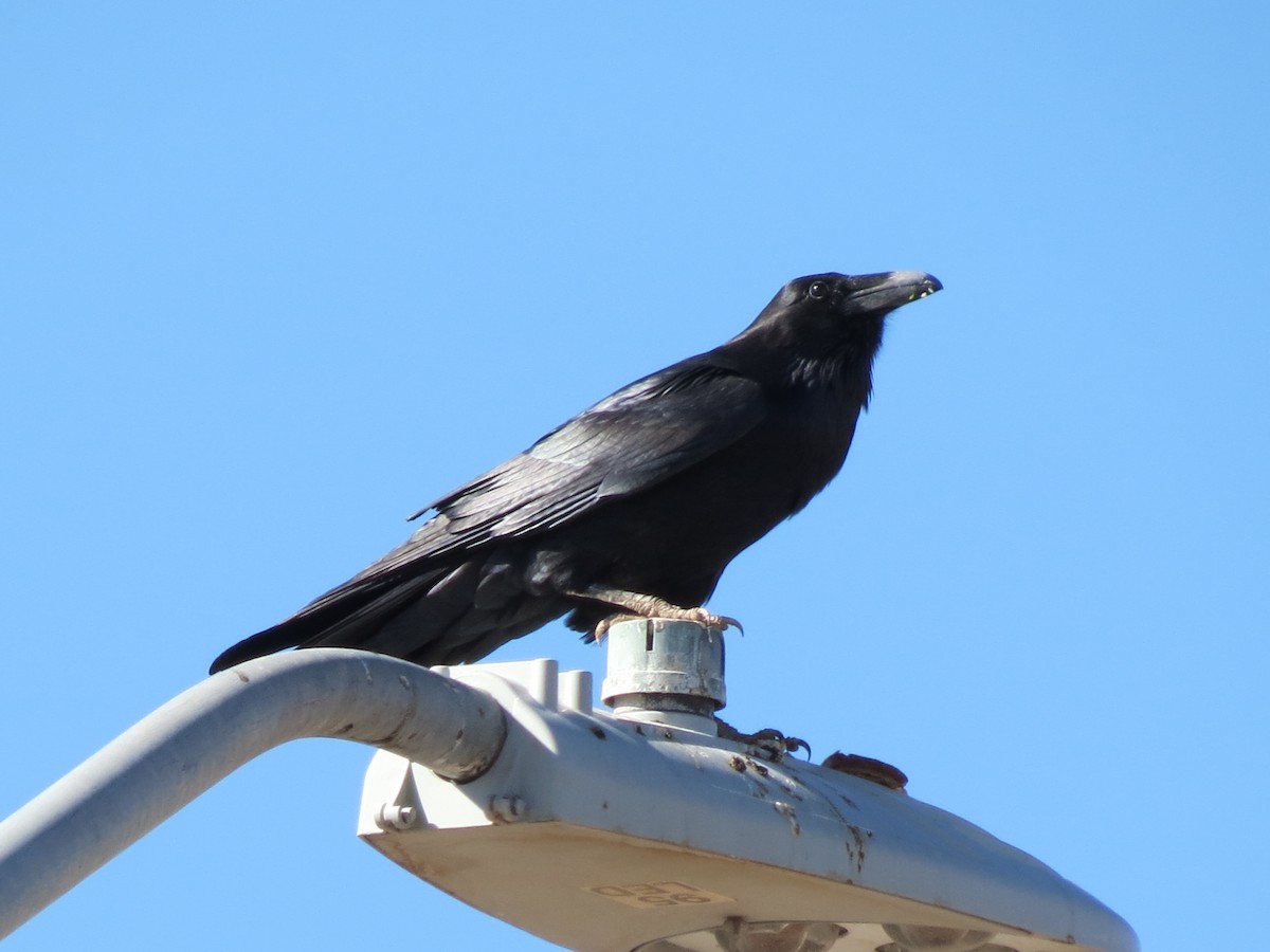 Хон хэрээ - ML644434240