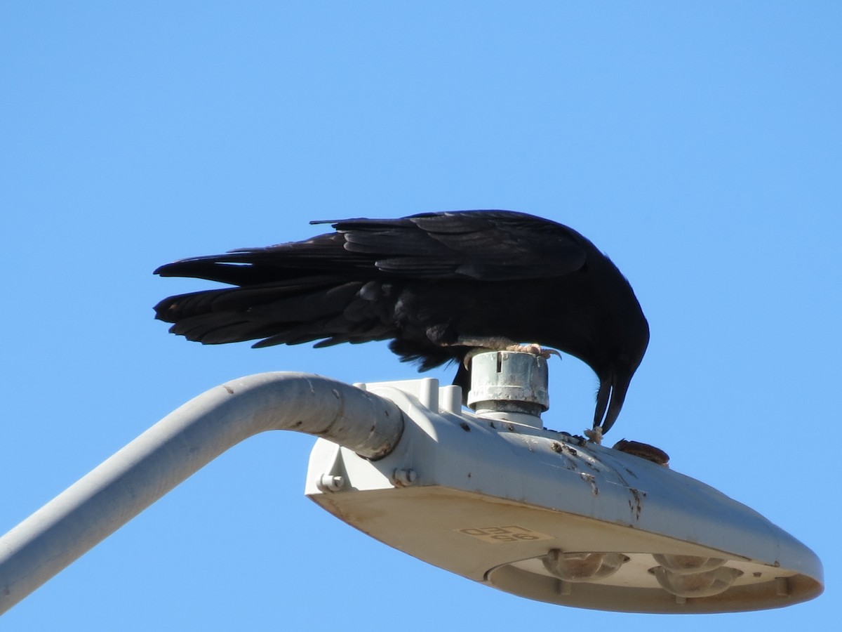 Хон хэрээ - ML644434241