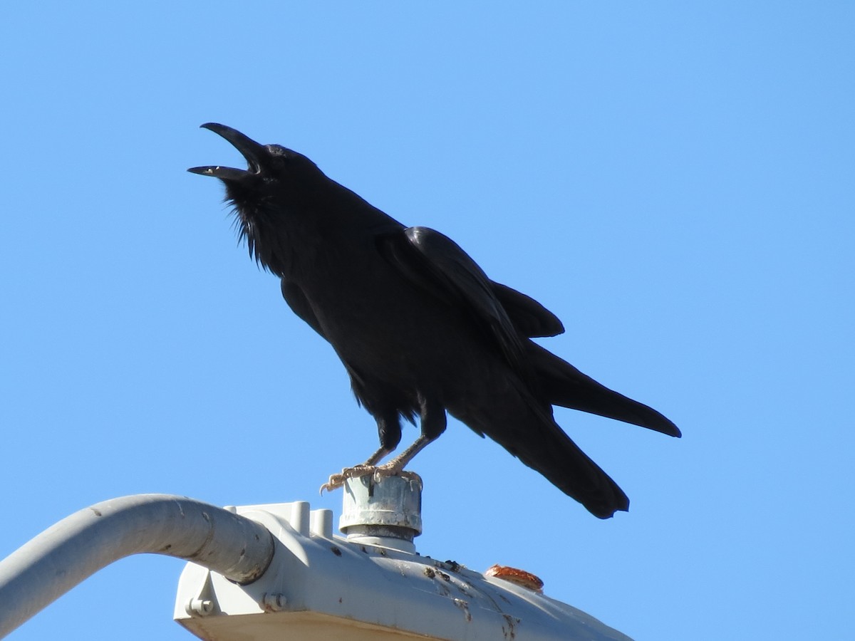 Хон хэрээ - ML644434243