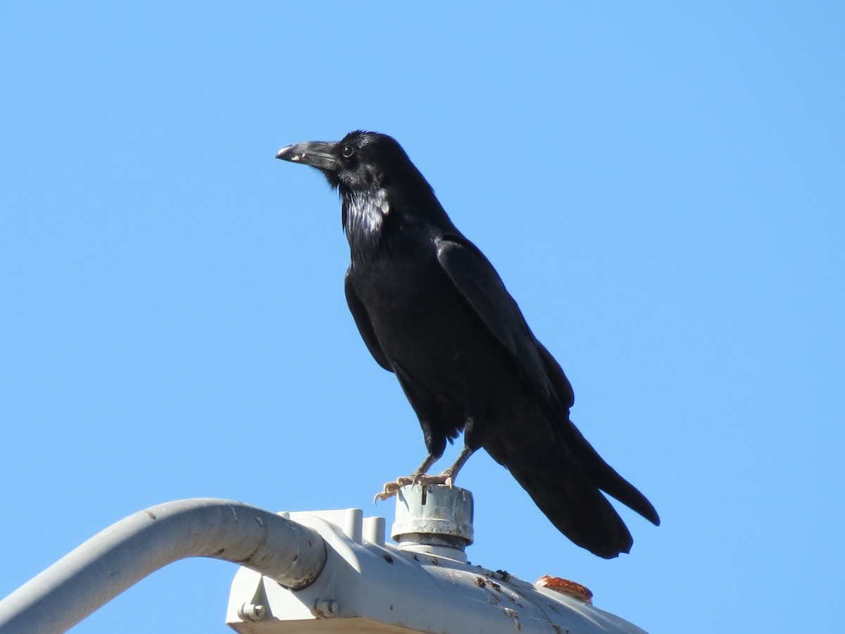 Хон хэрээ - ML644434244