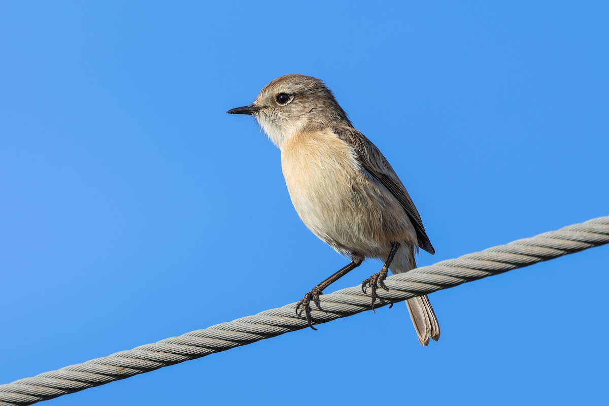 Fuerteventura Stonechat - ML644434250