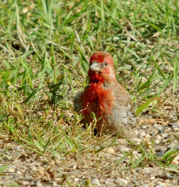 Camachuelo Purpúreo - ML644434257