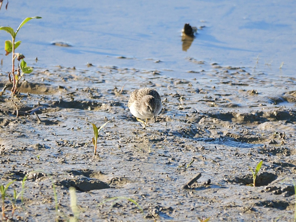 Wiesenstrandläufer - ML644434259