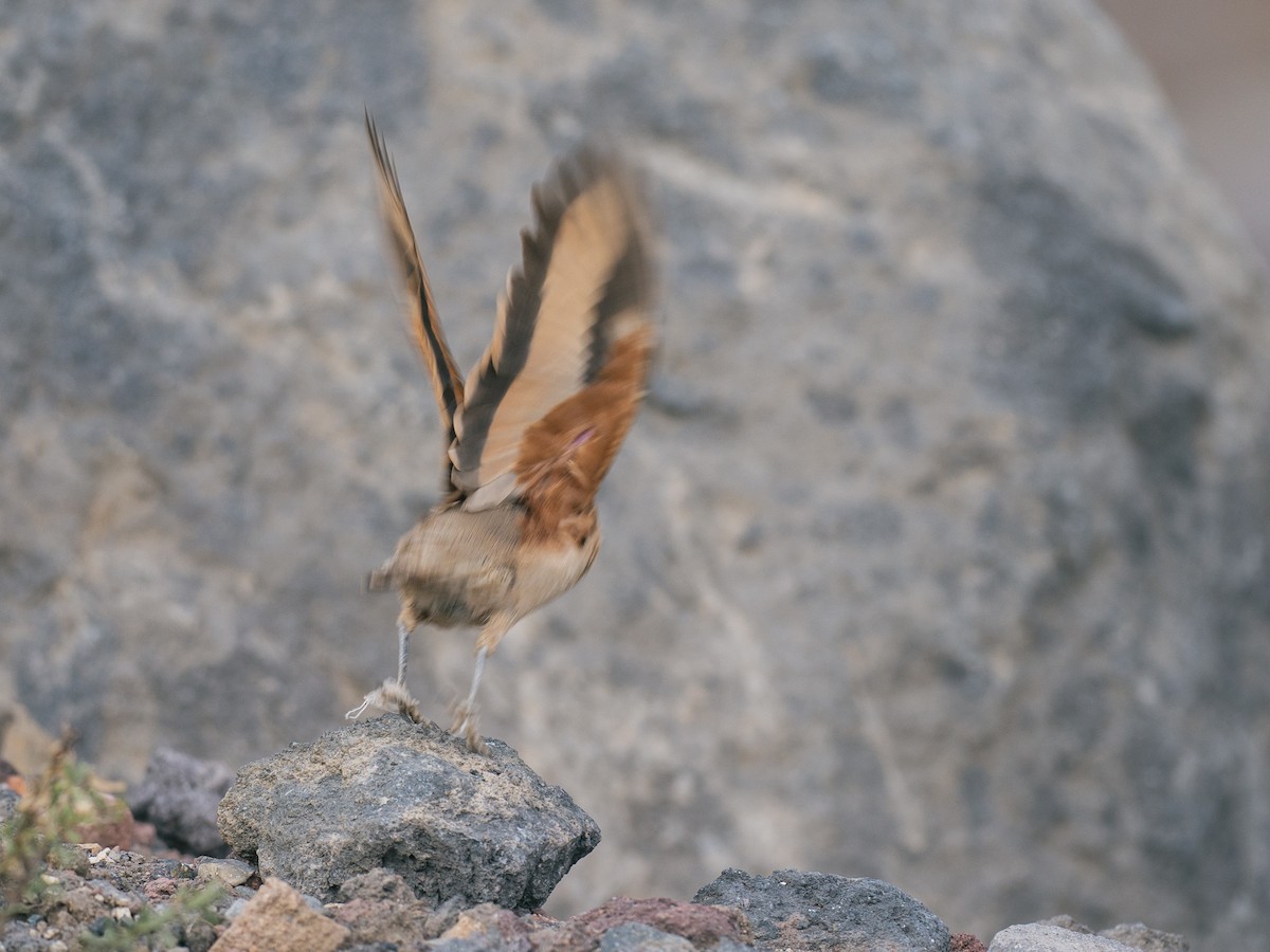 Rufous-banded Miner - ML644434266