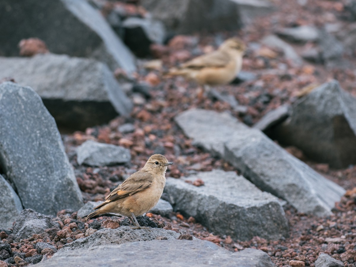 Rufous-banded Miner - ML644434267