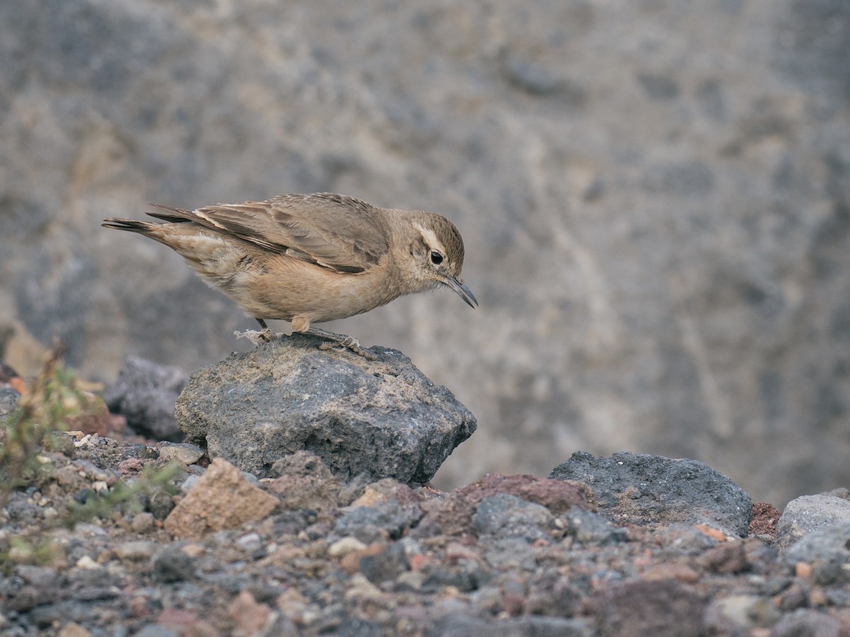Rufous-banded Miner - ML644434268