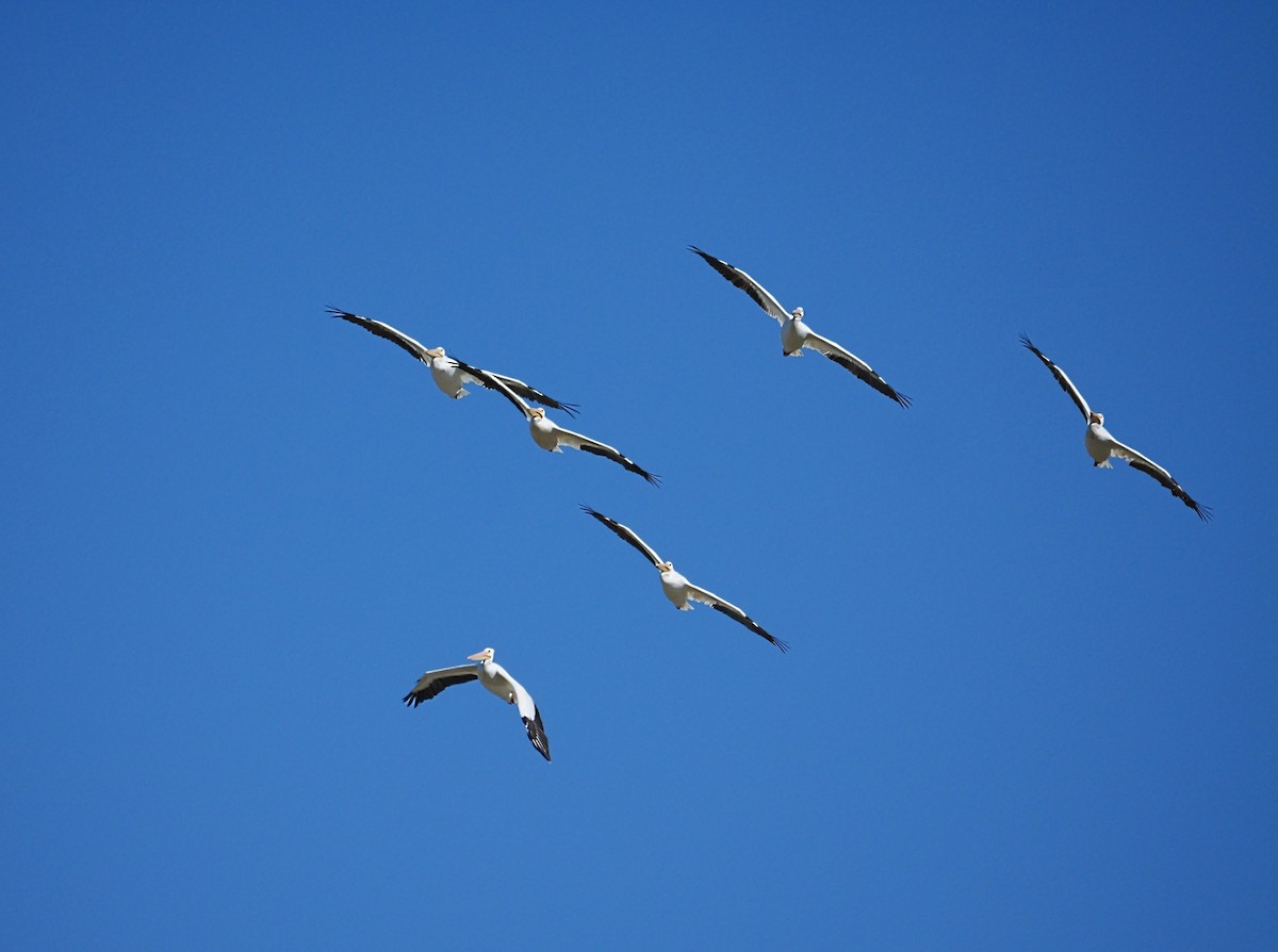 Nashornpelikan - ML644434277