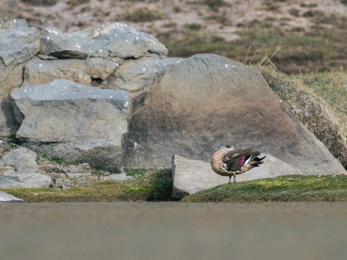 Crested Duck - ML644434278