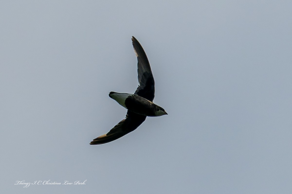 White-throated Needletail - ML644434279