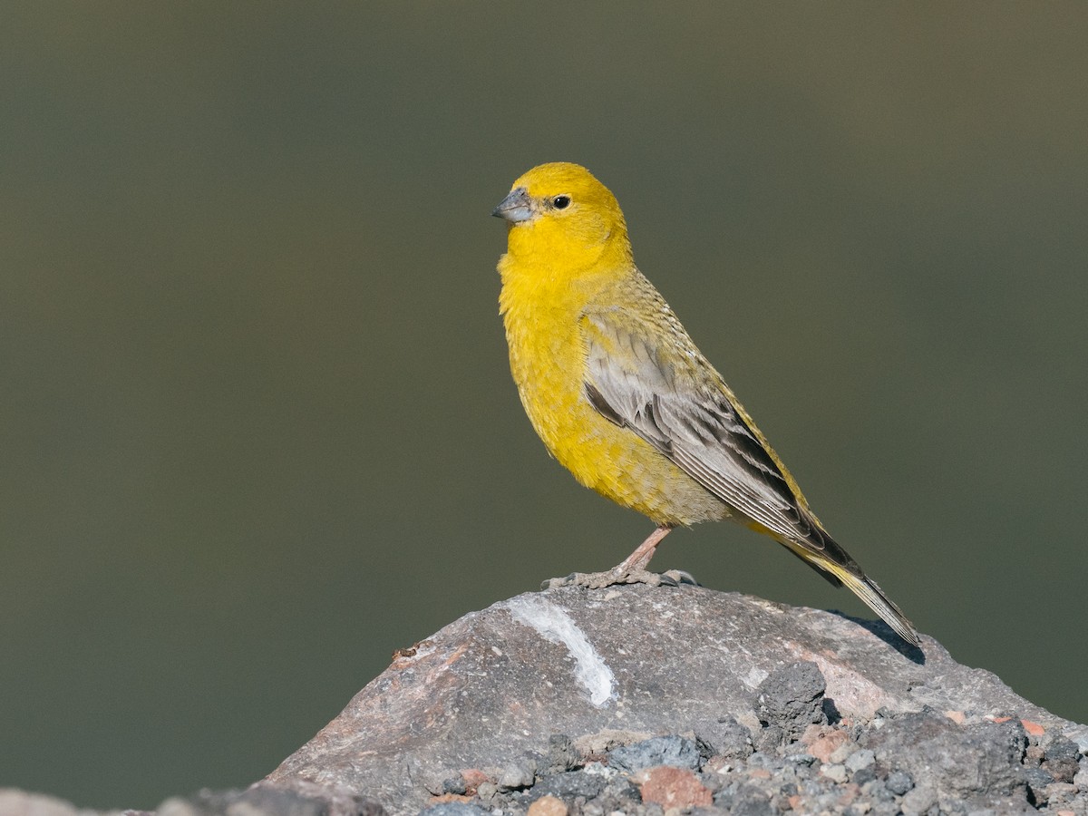 Greater Yellow-Finch - ML644434280