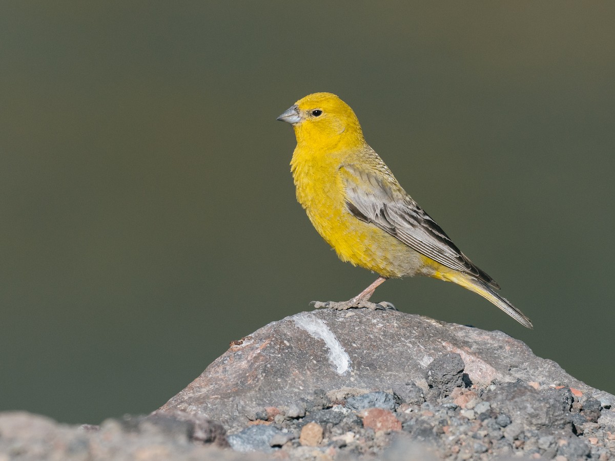 Greater Yellow-Finch - ML644434281