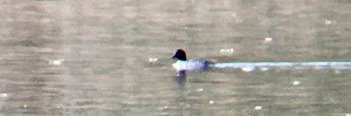 Common/Barrow's Goldeneye - ML644434284