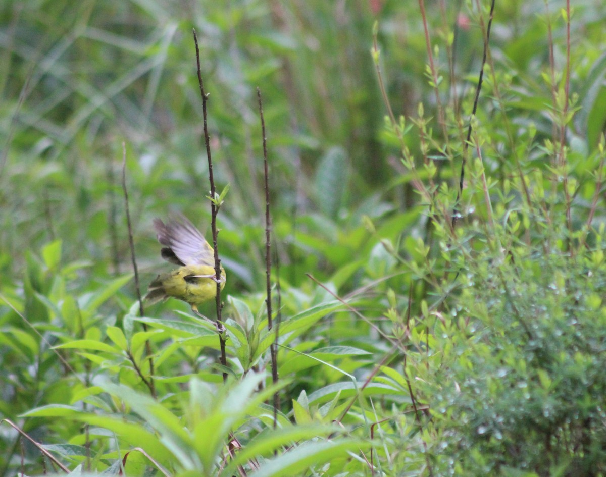 Southern Yellowthroat - ML644434298