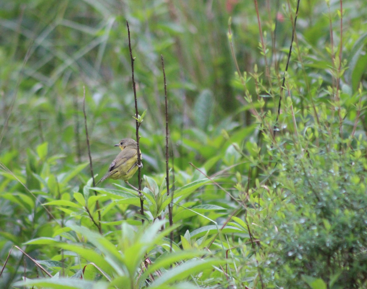 Southern Yellowthroat - ML644434299
