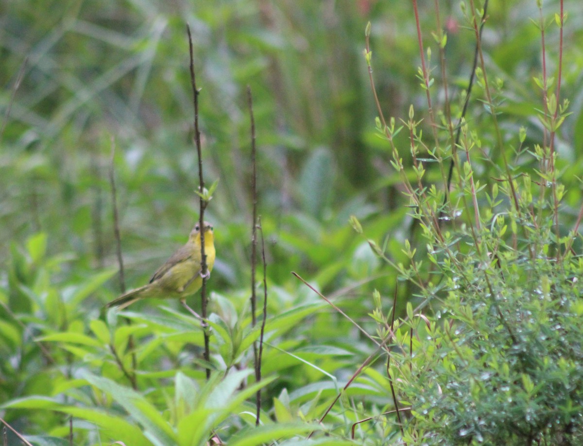 Southern Yellowthroat - ML644434300