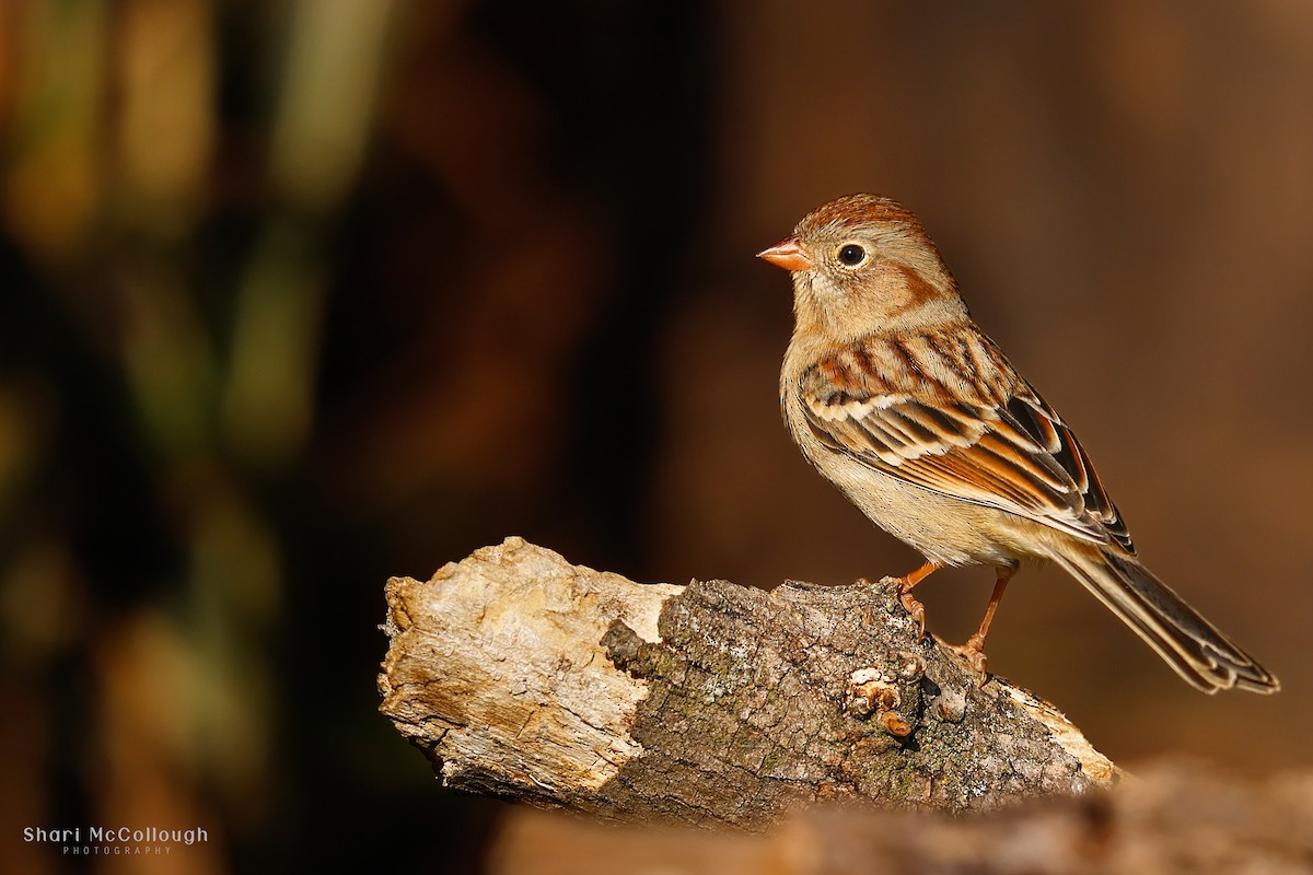 Field Sparrow - ML644434301