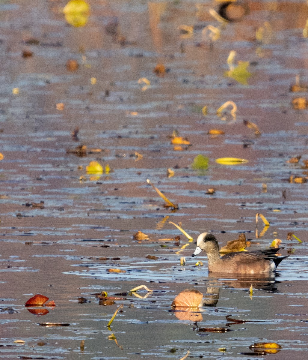 American Wigeon - ML644434312