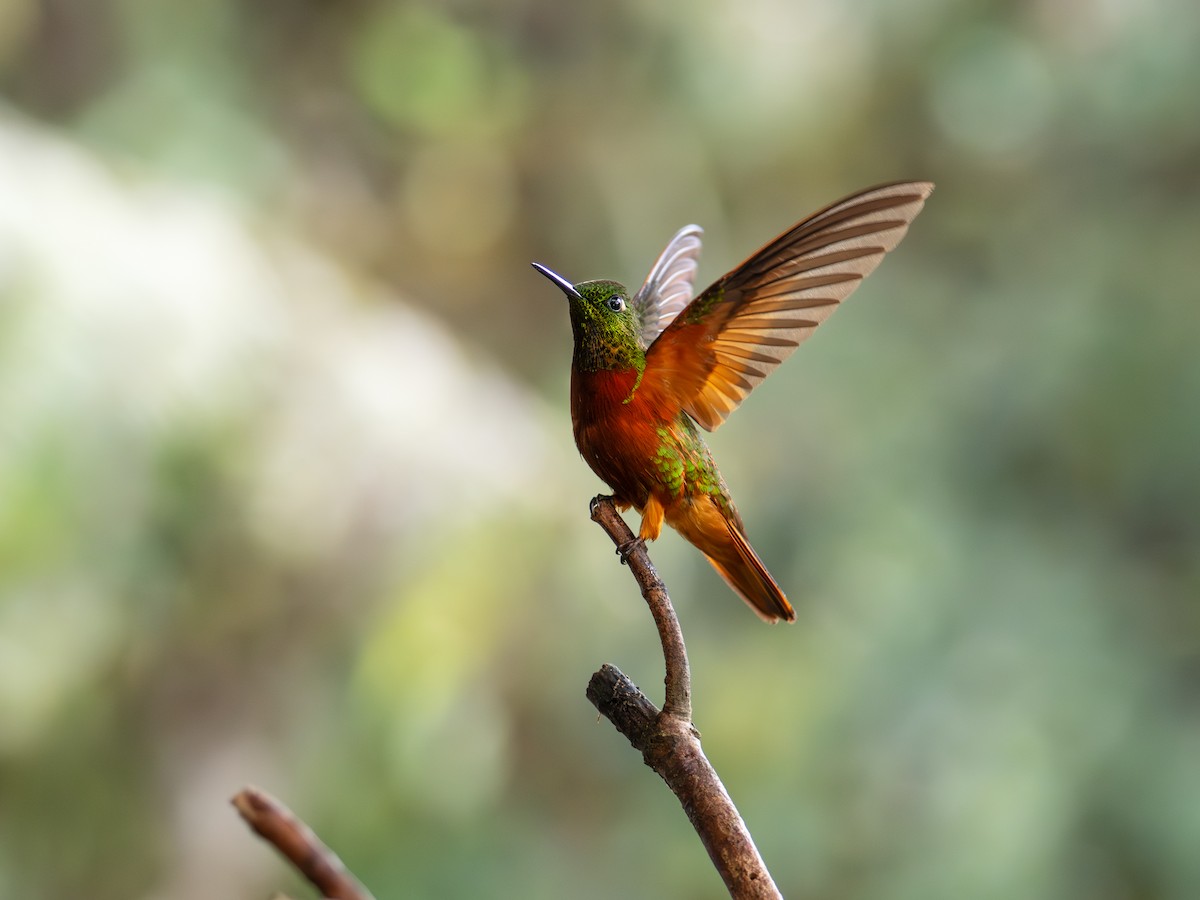 Chestnut-breasted Coronet - ML644434319