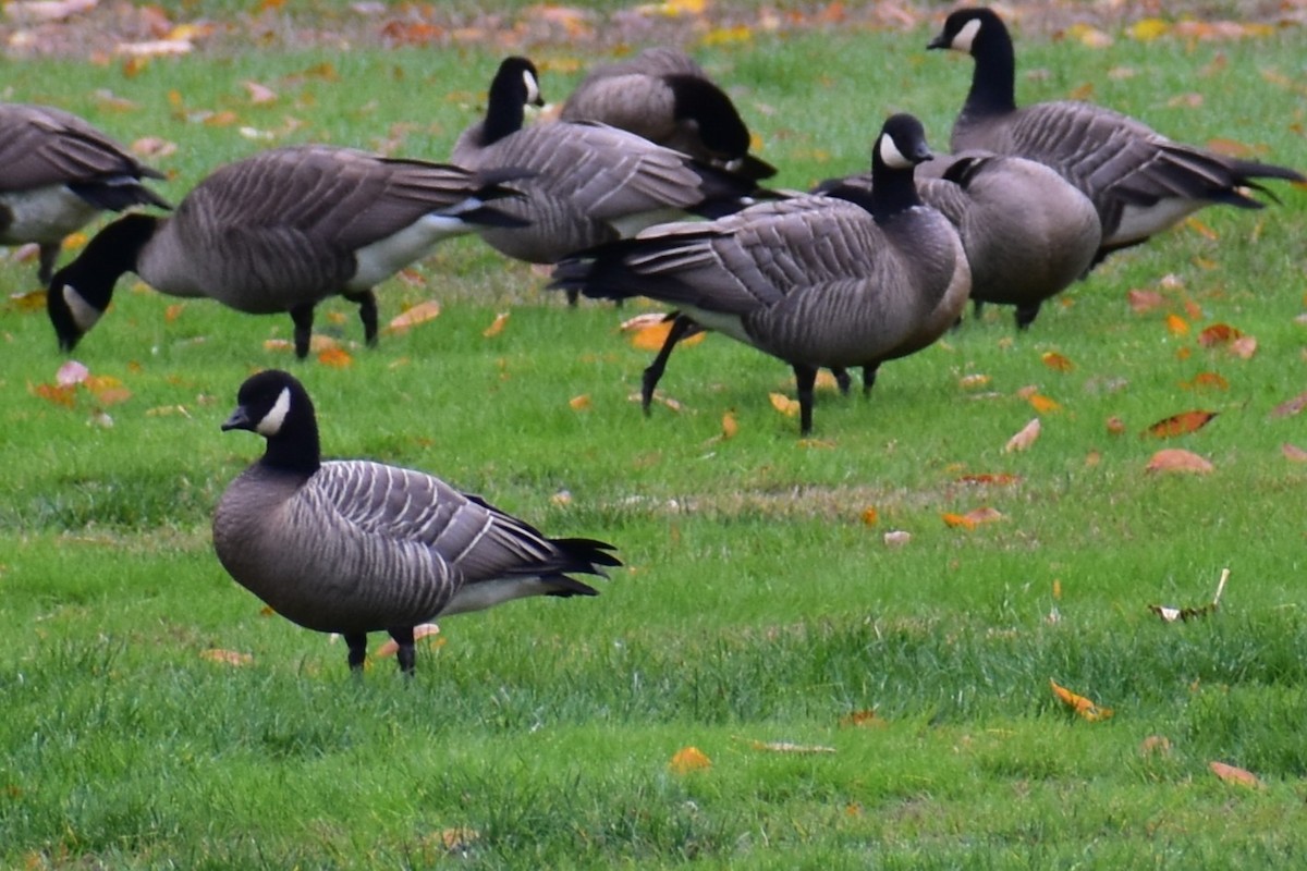 berneška malá - ML644434322