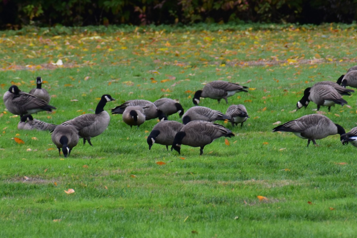 berneška malá - ML644434323