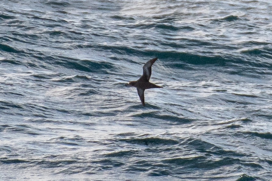 grålire - ML644434325