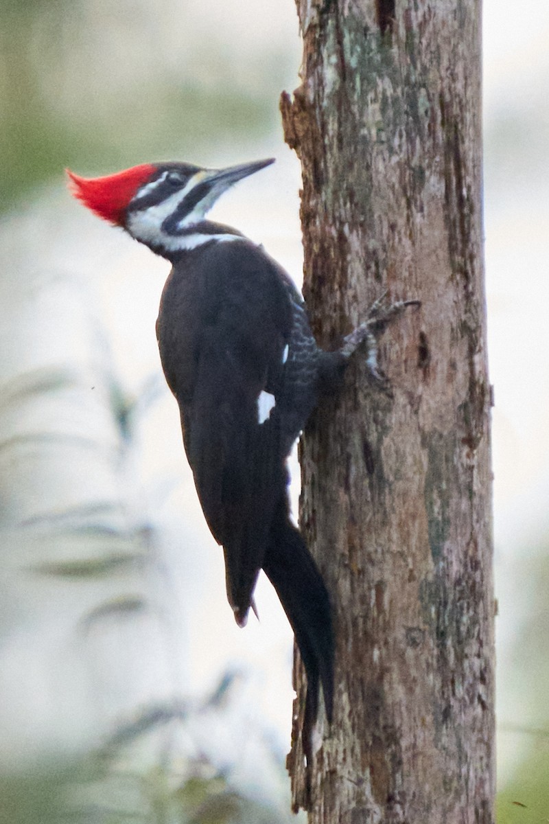 Жовна північна - ML644434328