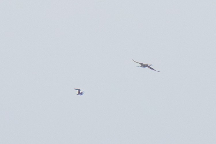 Labbe pomarin - ML644434330