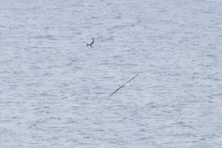 Labbe pomarin - ML644434331