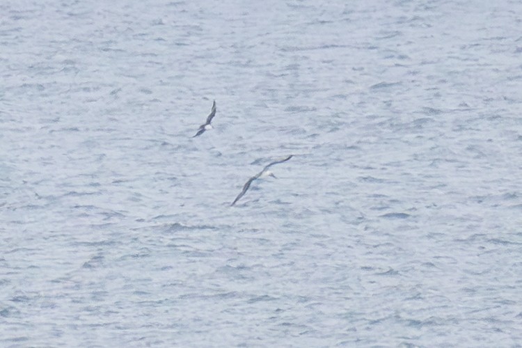 Labbe pomarin - ML644434333