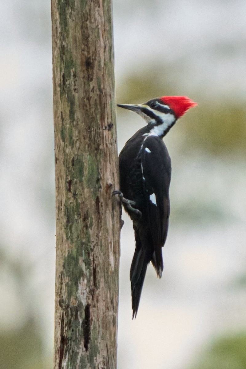 Жовна північна - ML644434336