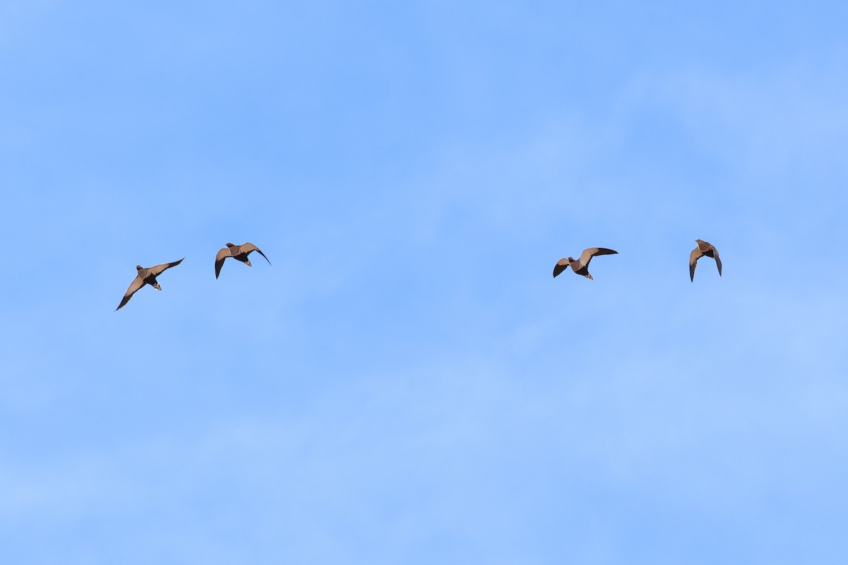 Ganga unibande - ML644434340