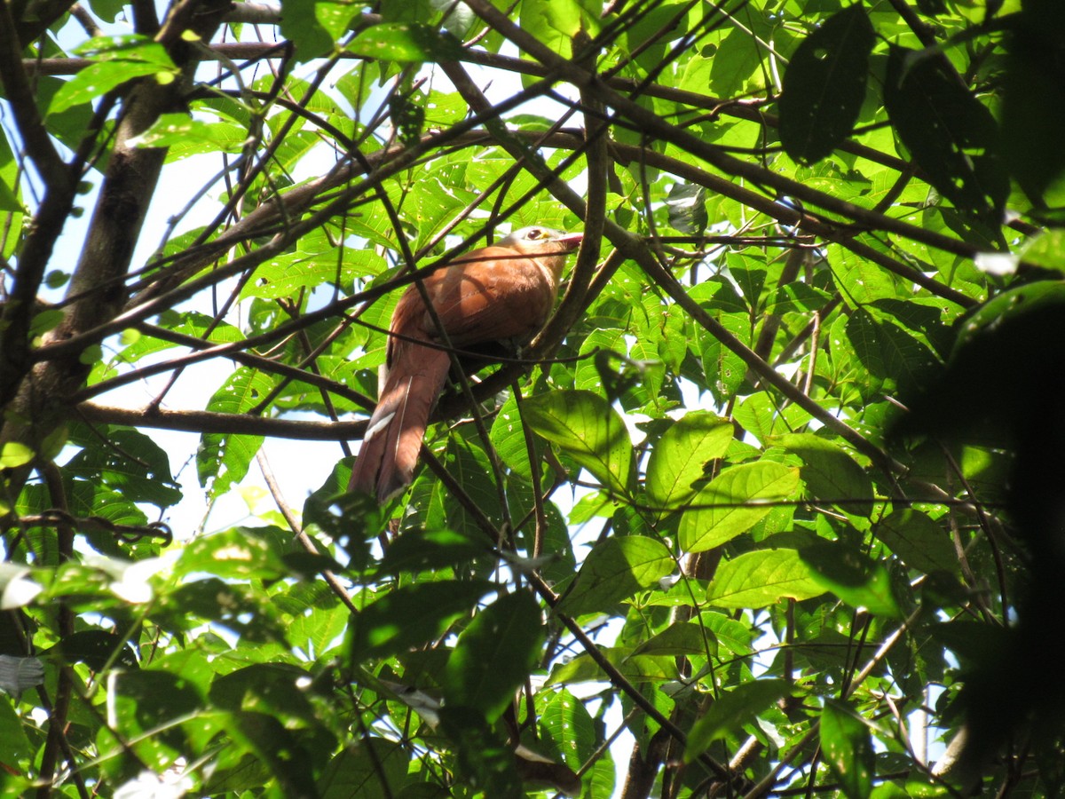 Black-bellied Cuckoo - ML644434341