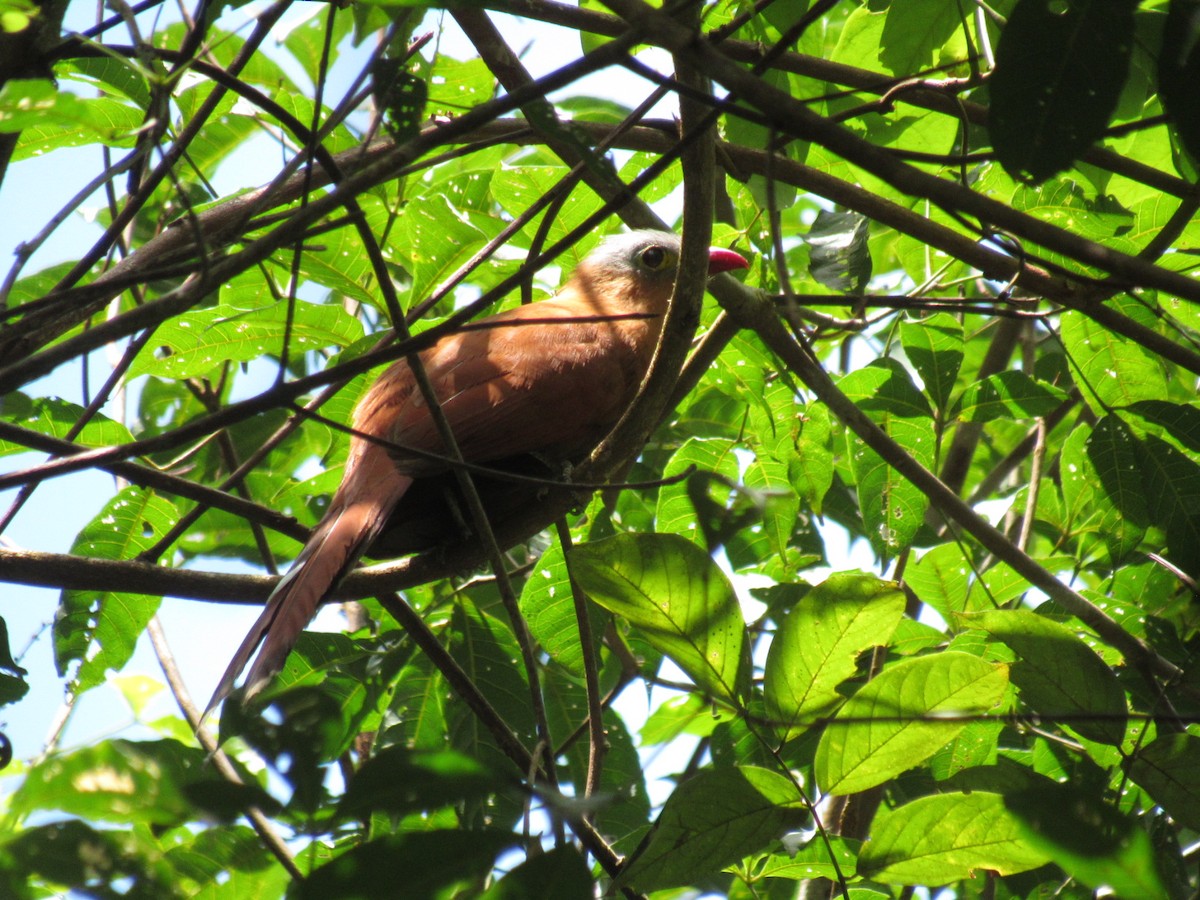 Black-bellied Cuckoo - ML644434342